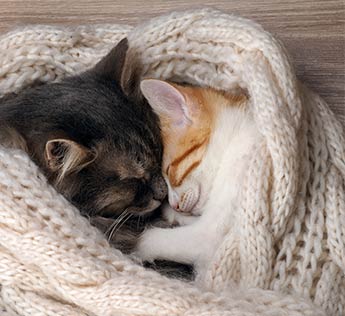 Cats Cats