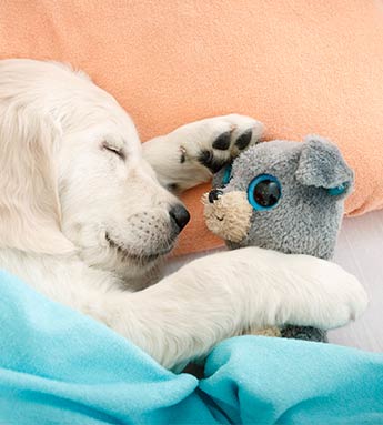 Dog With Toy